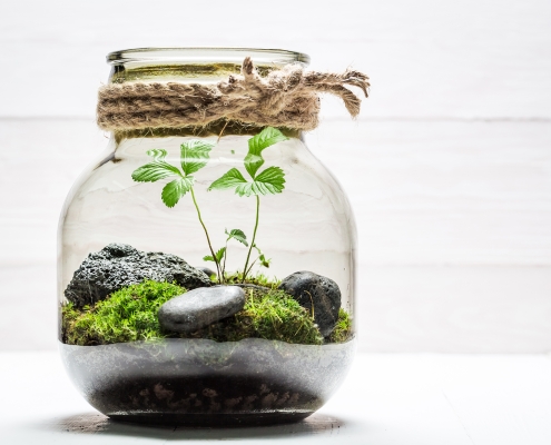 Picture of sustainability: Glass jar with mini forest inside