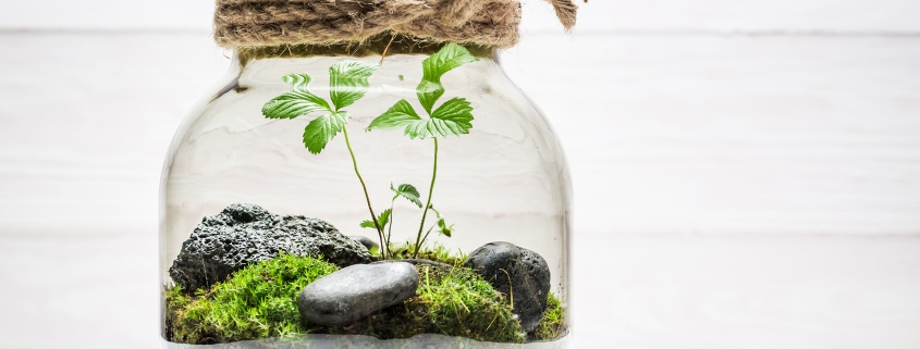 Picture of sustainability: Glass jar with mini forest inside