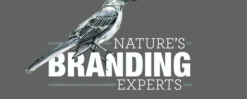Mockingbirds are nature's branding experts
