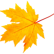 Fall Maple leaf on white background