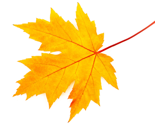 Fall Maple leaf on white background