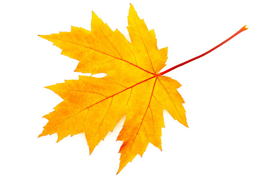 Fall Maple leaf on white background